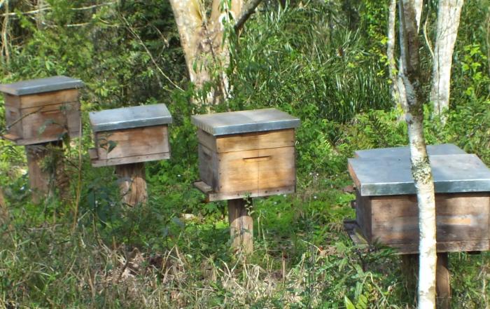 Produtores podem adquirir caixas de abelha